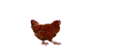 World famous chicken animation