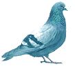 Twitter Pigeon
